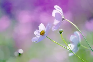 微镜中的花朵免抠