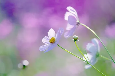 微镜中的花朵免抠 微镜中的花朵免抠