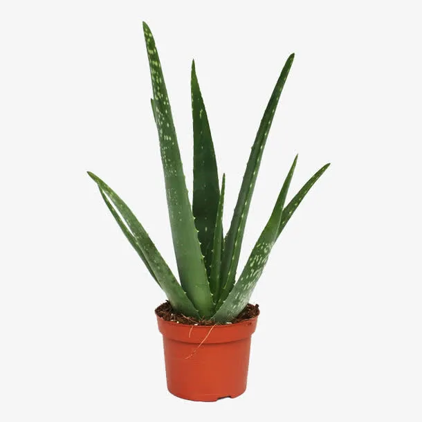 盆栽芦荟免抠