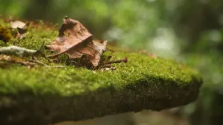 绿色植物春天风景免抠背景场景背景元素