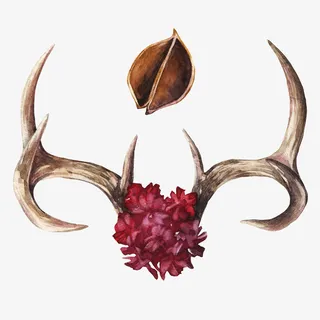 枯萎树枝上的花朵免抠