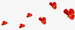 红色鲜花小花漂浮免抠