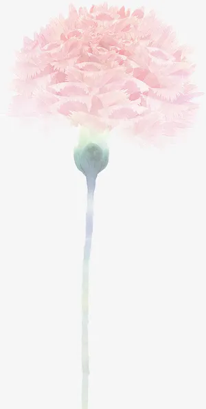 粉色梦幻朦胧花朵康乃馨免抠