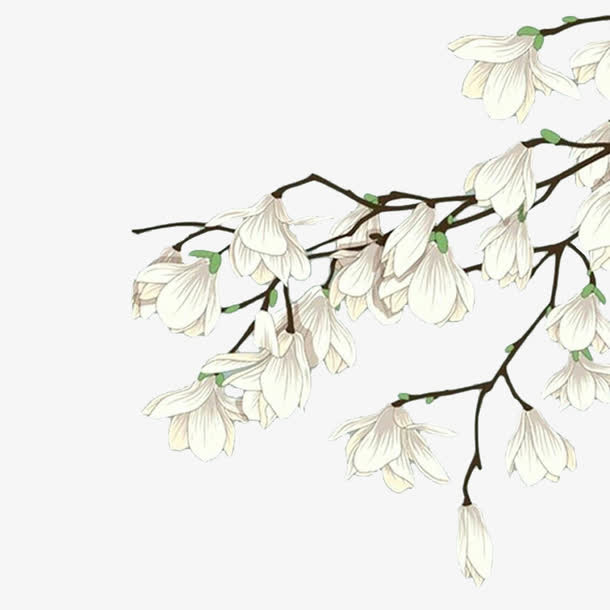白色手绘木兰花免抠
