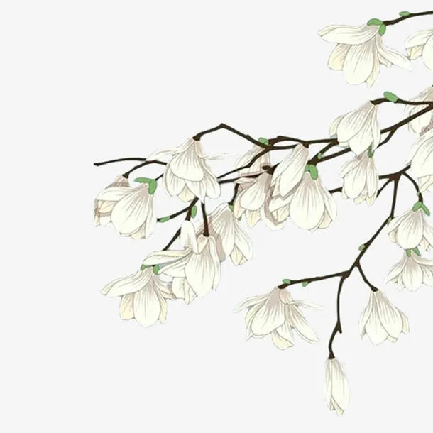 白色手绘木兰花免抠
