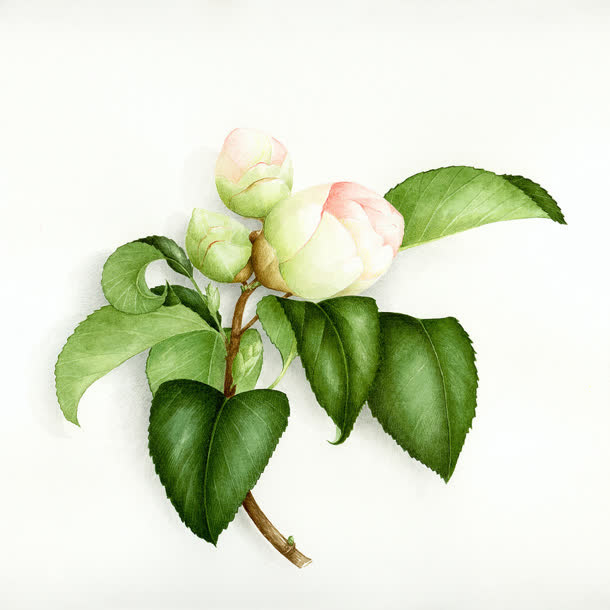 粉色花苞绿叶植物免抠