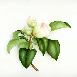 粉色花苞绿叶植物免抠