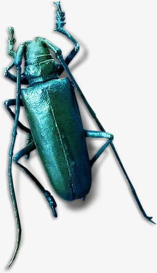 手绘虫鸟图片动物元素 甲壳虫免抠