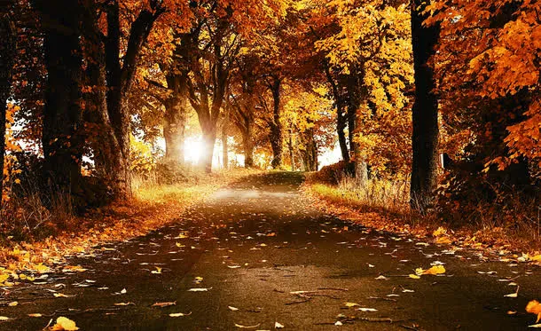 棕色秋天落叶小路免抠