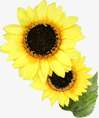 春季黄色清新小花免抠