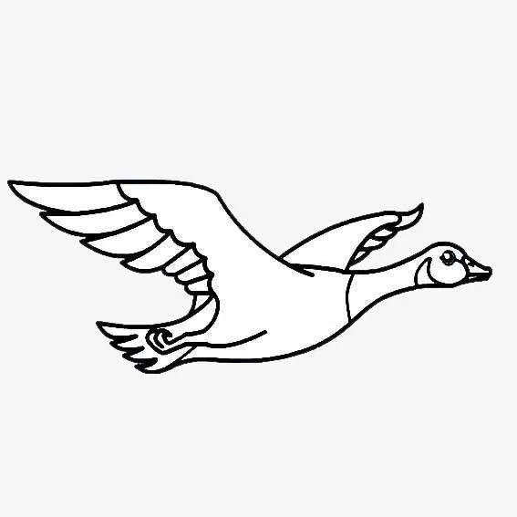 翱翔的大雁免抠