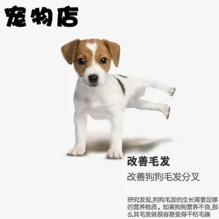 宠物店宣传单护理免抠