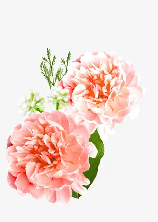 玫瑰情人节小清新粉色玫瑰免抠