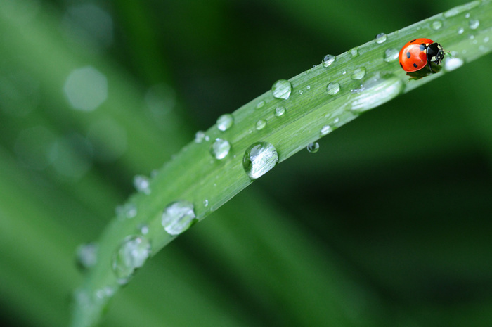 绿色动物春天水滴树叶昆虫高清