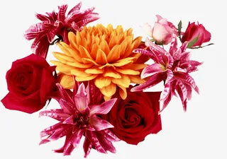 创意花草图片花卉背景素材