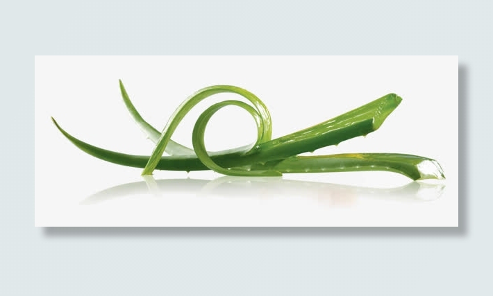 芦荟png素材免抠