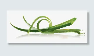 芦荟png素材免抠