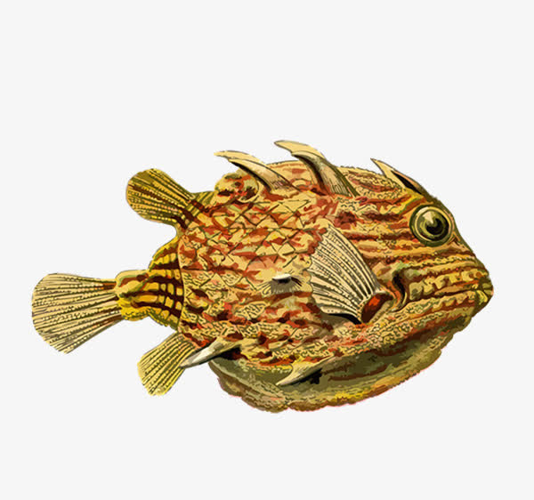 黄色海鱼手绘免抠