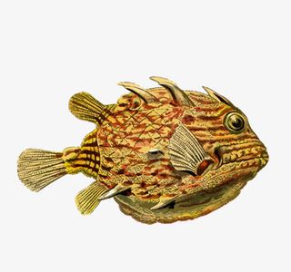 黄色海鱼手绘免抠