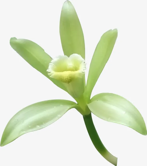 青绿色的香草免抠