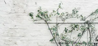 白墙边的树枝高清