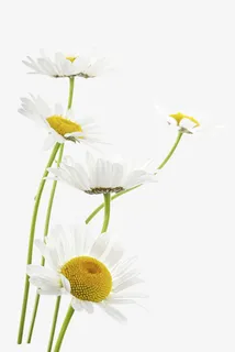 菊花 植物 花卉免抠