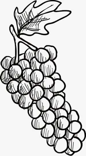 创意线条葡萄免抠