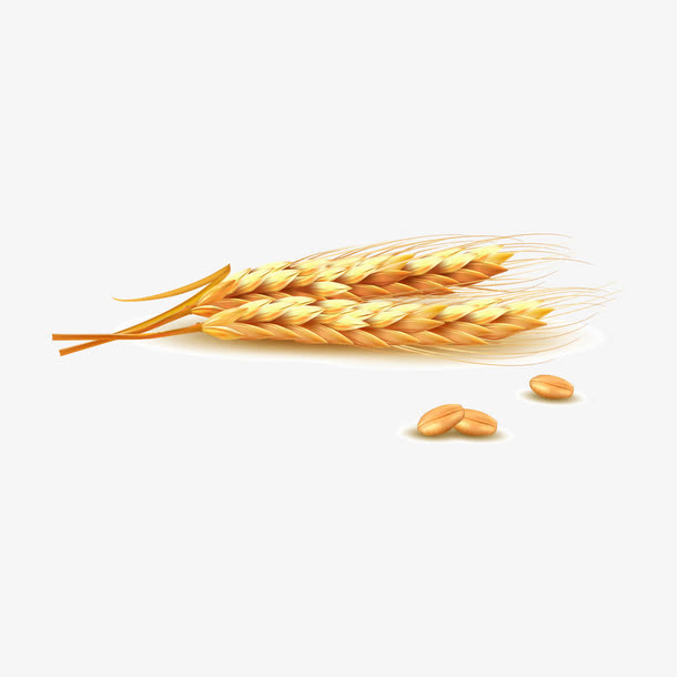 矢量麦穗免抠