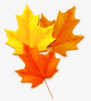 秋天枫叶免抠