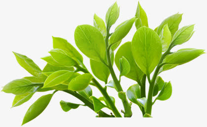 绿色清爽春天茶叶免抠