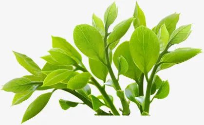 绿色清爽春天茶叶免抠