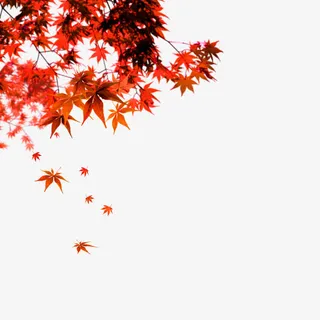 红色枫叶素材免抠