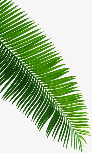 清新春季阳光植物免抠