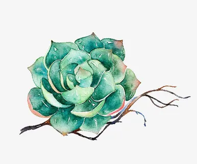 墨绿色荷花免抠 墨绿色荷花免抠