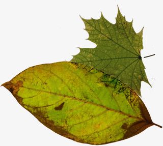 春天干枯的绿叶装饰免抠