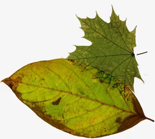 春天干枯的绿叶装饰免抠