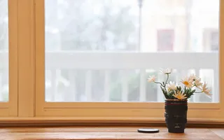 橱窗里的盆栽唯美素材免抠