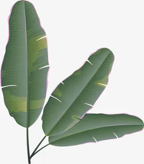 水墨绿色芭蕉树叶子免抠 水墨绿色芭蕉树叶子免抠