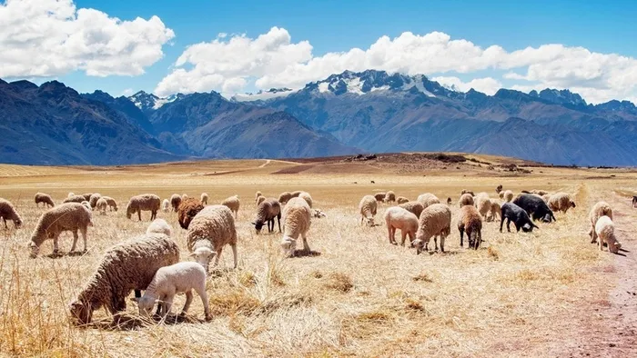草地,背景,png,素材高清