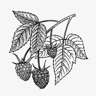 手绘写实线描水果免抠