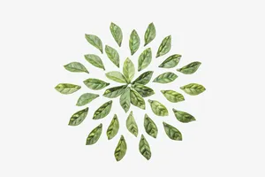 绿色茶叶免抠