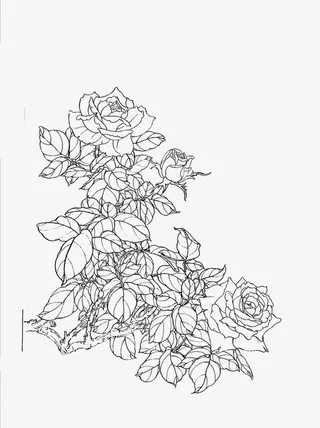 牡丹花白描素材免抠