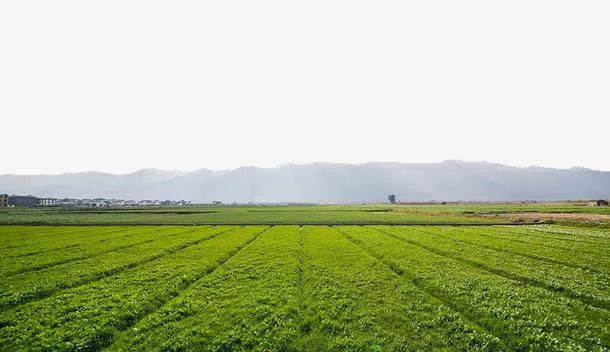 绿色农田免抠