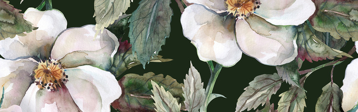 植物花卉背景高清