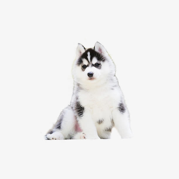 二哈幼犬素材免抠