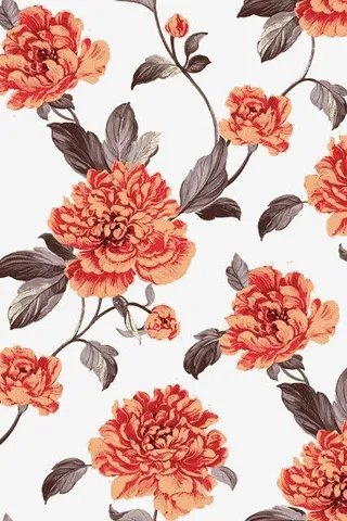 橘色红色相间的花免抠