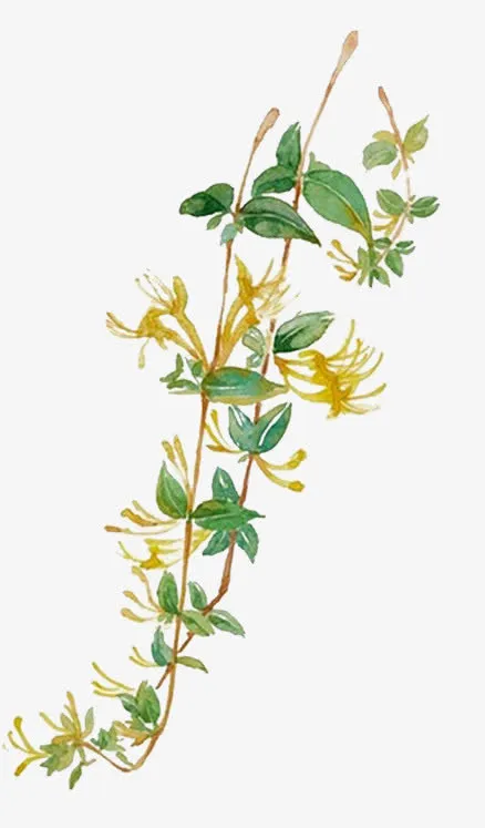 金银花免抠