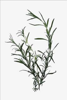 花草植物迷迭香免抠