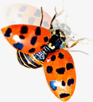 全新春天昆虫瓢虫设计免抠