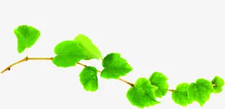 春天清新绿藤蔓植物免抠